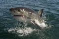   Great White Shark taken whilst cage diving these wonderful animals off Gansbaai. Konica Minolta Dimage A200 prefocused patience Gansbaai  